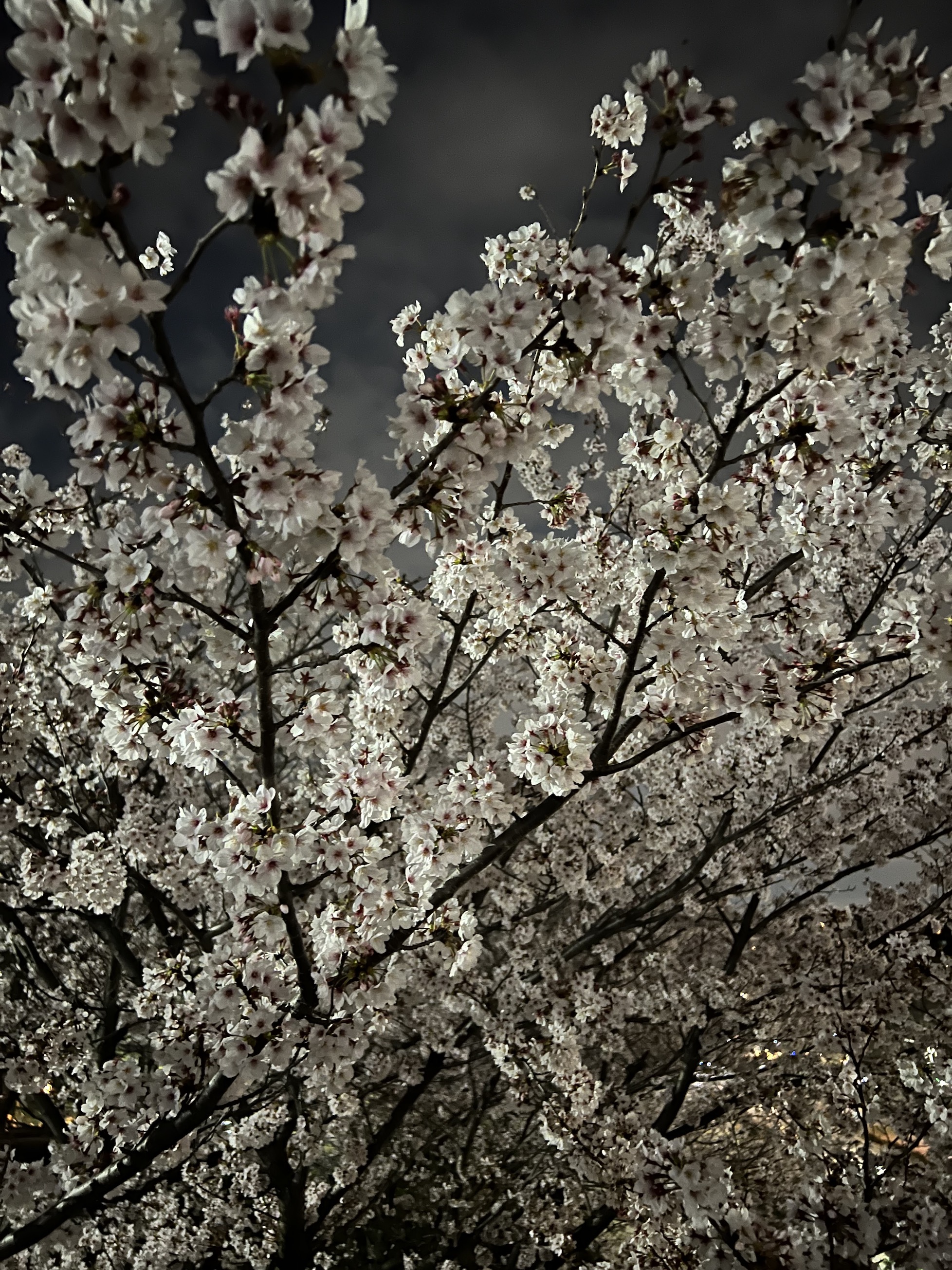 　今年の桜は